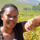 Illustration for article titled Black Winemakers: No Longer So Rare